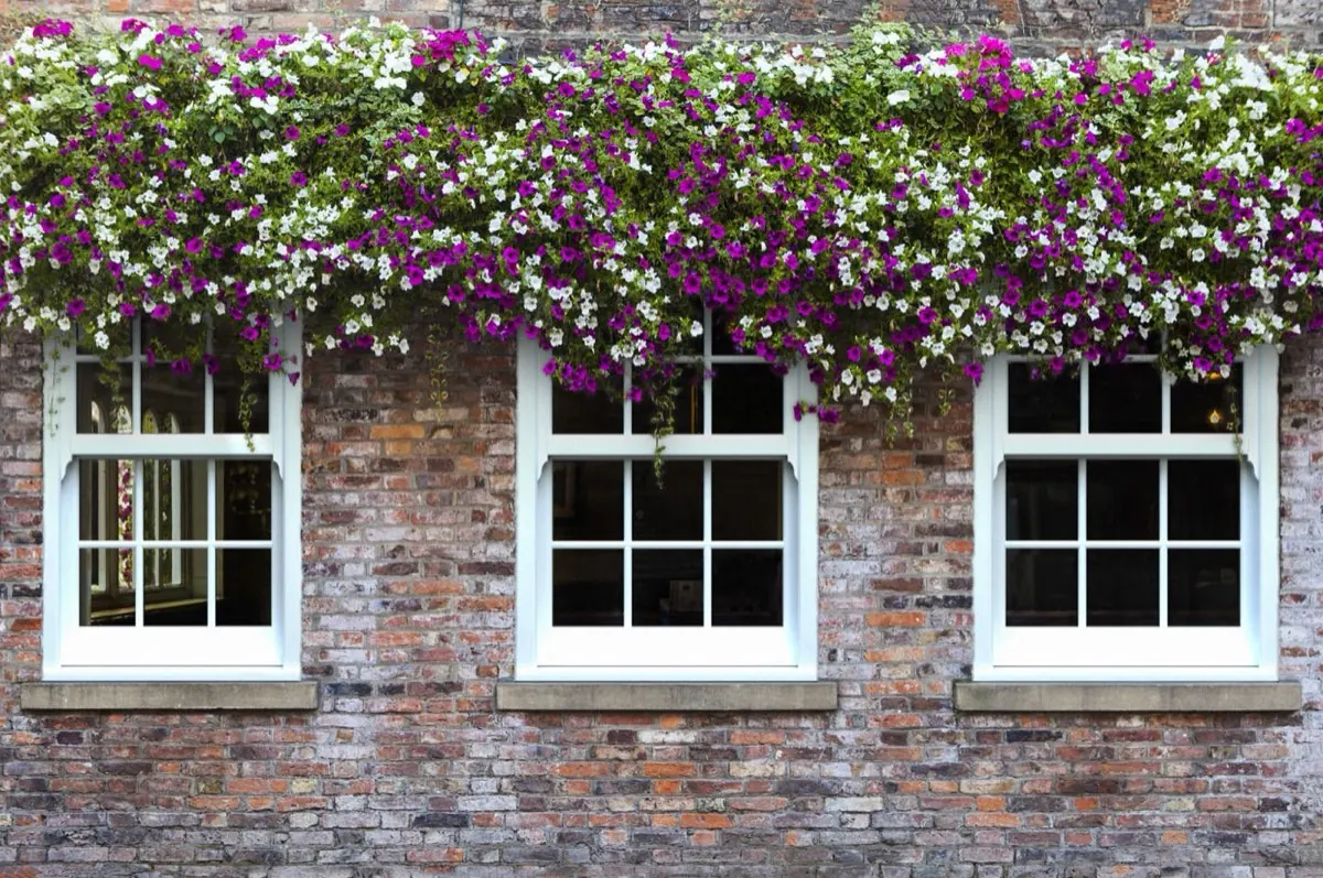 uPVC Sash Window